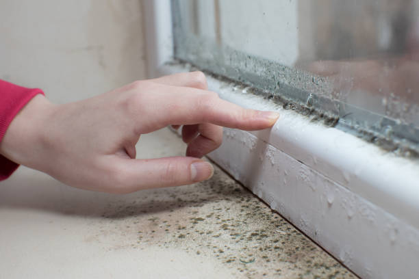 Professional Mold Removal in Burney, CA